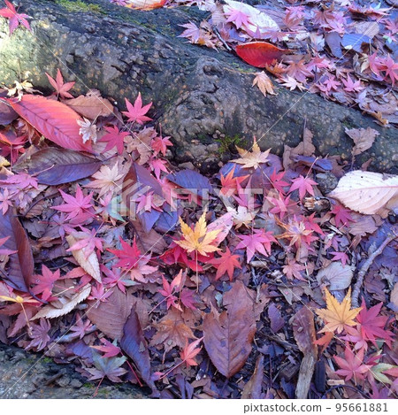 各種形狀和顏色的落葉 各種形狀和顏色的落葉 95661881