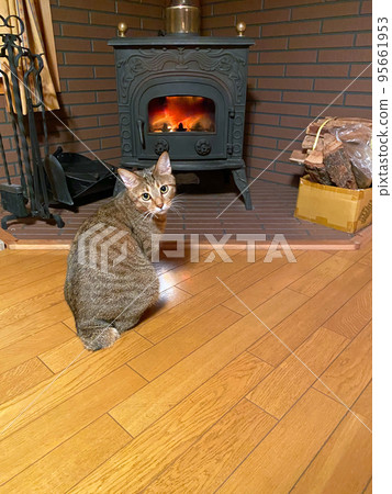 擔心柴火爐劈啪聲的小貓 95661953