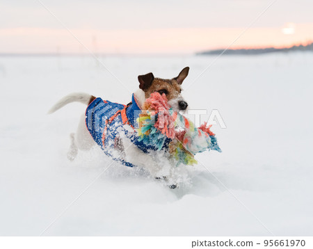 Dog wearing warm clothing playing cheerfully in snow on winter evening Dog wearing warm clothing playing cheerfully in snow on winter evening 95661970