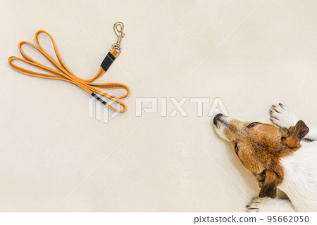 Dog waiting to go for walk lying on floor and looking at pet leash Dog waiting to go for walk lying on floor and looking at pet leash 95662050