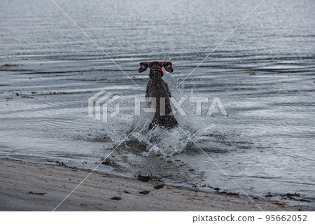 Dog playing in water at sea beach on winter day Dog playing in water at sea beach on winter day 95662052