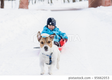 Happy kid sledges in park with small dog pulls sled on winter day Happy kid sledges in park with small dog pulls sled on winter day 95662053