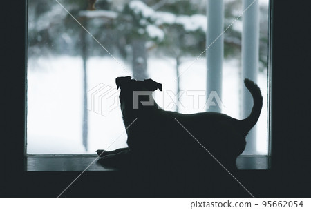 On gloomy gray winter day dog lying near window watching outside waiting for owner 95662054