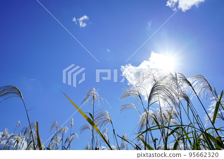 Japanese pampas grass shining against the backlight of the Heijokyo ruins Japanese pampas grass shining against the backlight of the Heijokyo ruins 95662320