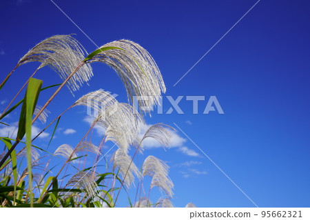 Pampas grass swaying in the blue sky at Heijokyo Ruins, a famous spot for pampas grass 95662321