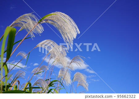 Ears of pampas grass swaying in the blue sky at the ruins of Heijokyo Ears of pampas grass swaying in the blue sky at the ruins of Heijokyo 95662322