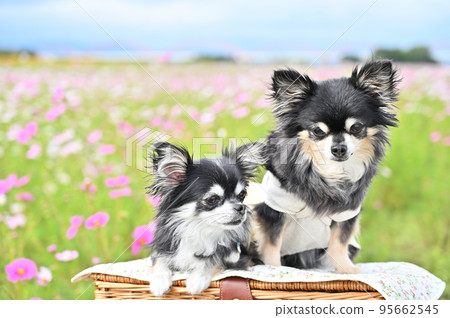 Chihuahua's whispering conversation in the cosmos field 95662545