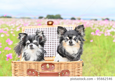 Two friendly Chihuahuas relaxing in a basket in a cosmos field Two friendly Chihuahuas relaxing in a basket in a cosmos field 95662546