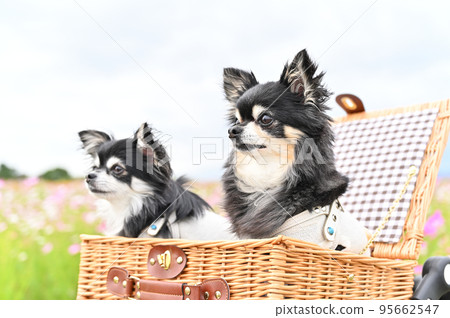 Two friendly Chihuahuas relaxing in a basket in a cosmos field 95662547