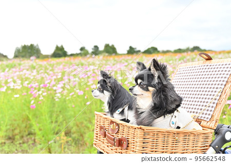 Two friendly Chihuahuas relaxing in a basket in a cosmos field 95662548