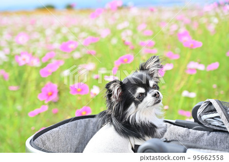 A small Chihuahua walking on a dog cart 95662558
