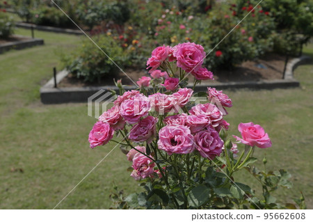 Arao City Ominous Citizen Flower Bed Rose Flower, 95662608