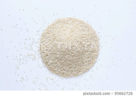 Chrysopogon zizanioides, commonly known as vetiver and khus, Satara, Maharashtra, India 95662726