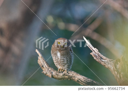 Jungle Owlet on tree branch, Glaucidium radiatum, Topchachi wildlife sanctuary, Jharkhand, India Jungle Owlet on tree branch, Glaucidium radiatum, Topchachi wildlife sanctuary, Jharkhand, India 95662734