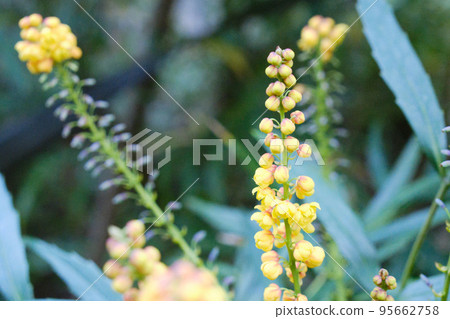 Yellow hollyhock flowers blooming in a flowerbed in an autumn park Yellow hollyhock flowers blooming in a flowerbed in an autumn park 95662758