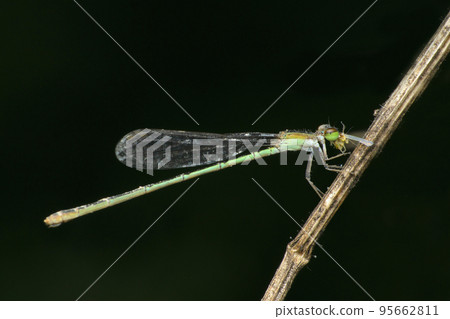 Common blue damselfly , Enallagma cyathigerum, Satara, Maharashtra, India 95662811