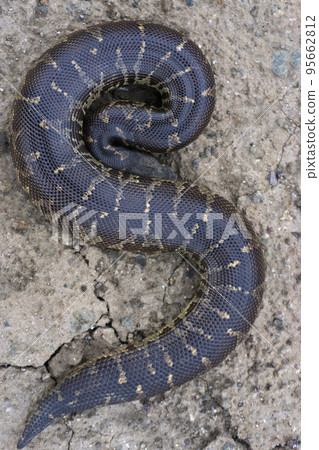 Dorsal view of rough-tailed sand boa, Gongylophis conicus , Satara, Maharashtra, India Dorsal view of rough-tailed sand boa, Gongylophis conicus , Satara, Maharashtra, India 95662812