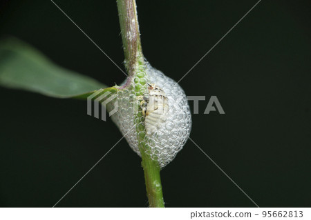 Nymphal form of spittlebug encased in foam for protection and moisture, prosapia species side view , Satara, Maharashtra, India 95662813