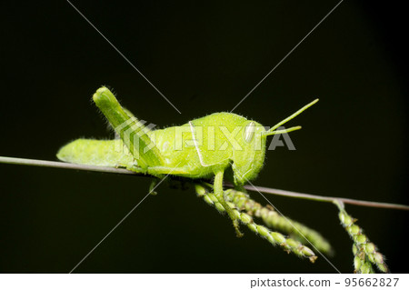 Pigmy green grasshopper, Satara, Maharashtra, India 95662827