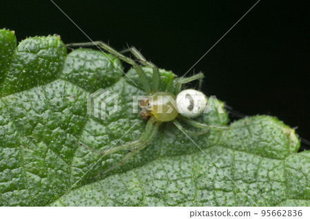 Kidney garden spider, Araneus mitificus, Satara, Maharashtra, India 95662836