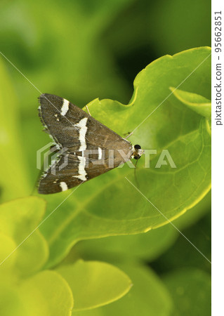 Aglossa cuprina, the grease moth, is a snout moth, family Pyralidae, described by Philipp Christoph Zeller in 1872, Satara, Maharashtra, India 95662851