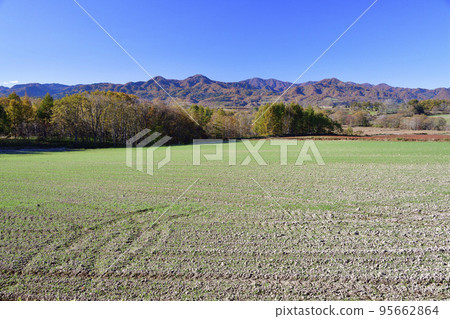 拍攝北海道淺草町秋季發芽的麥田景觀 95662864