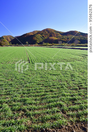 拍攝北海道淺草町秋季發芽的麥田景觀 95662876