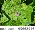 Butterfly Chrysanthemum thunbergii perching on an autumn leaf 95662946