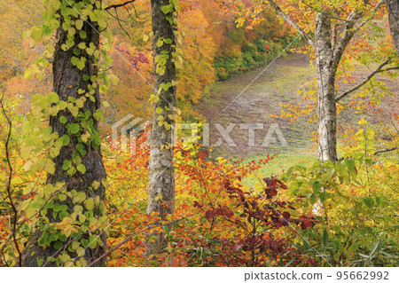 秋葉觀賞妙高山和天空纜車 95662992