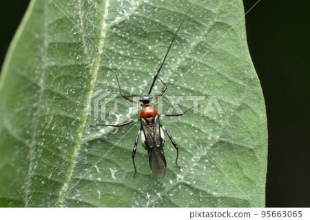 Red Assasin bug species, Satara, Maharashtra, India Red Assasin bug species, Satara, Maharashtra, India 95663065