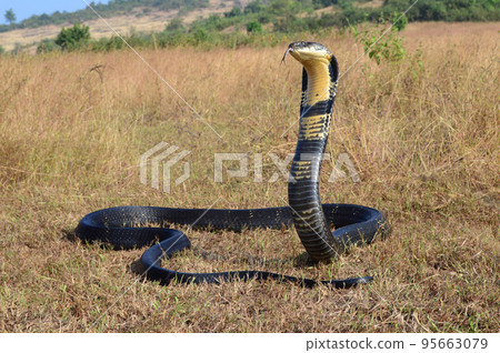 King cobra, Ophiophagus hannah is a venomous snake species of elapids endemic to jungles in Southern and Southeast Asia, goa India King cobra, Ophiophagus hannah is a venomous snake species of elapids endemic to jungles in Southern and Southeast Asia, goa India 95663079