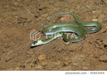 Twin spotted wolf snake, Lycodon jara, North Bengal India 95663084