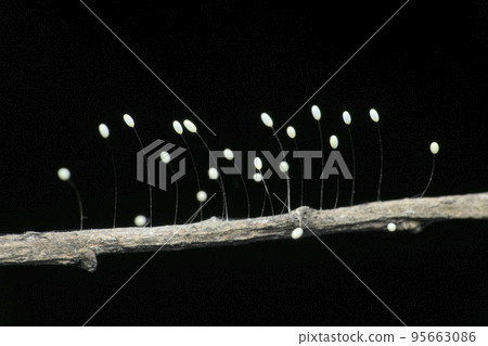 Eggs of lacewing insect Each eggs is perched on a half-inch hair-like stalk, Satara, Maharashtra, India Eggs of lacewing insect Each eggs is perched on a half-inch hair-like stalk, Satara, Maharashtra, India 95663086