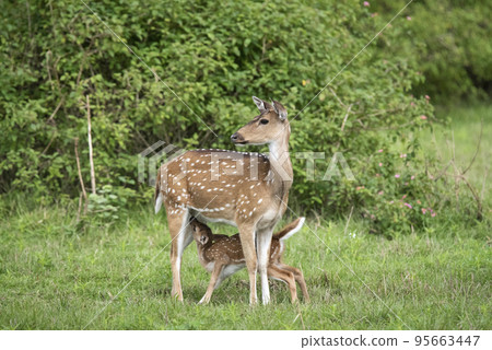 Chital, Axis Axis, Calf Milking, Bandipur, Karnataka, India 95663447
