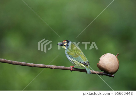 Coppersmith Barbet, Psilopogon Haemacephalus, Bangalore, Karnataka, India 95663448