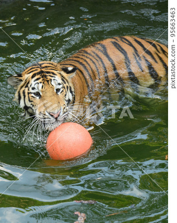 Amur tiger cub carrying a ball 95663463