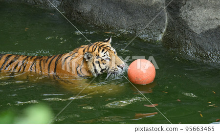 接球的東北虎幼崽 接球的東北虎幼崽 95663465