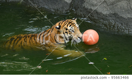 Amur tiger cub catching a ball Amur tiger cub catching a ball 95663466
