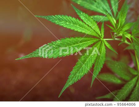 marijuana leaf under red LED light cultivation of cannabis for medical purposes marijuana leaf under red LED light cultivation of cannabis for medical purposes 95664006