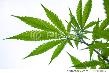 Marihuana leaves on white background. Cannabis plant Marihuana leaves on white background. Cannabis plant 95664007
