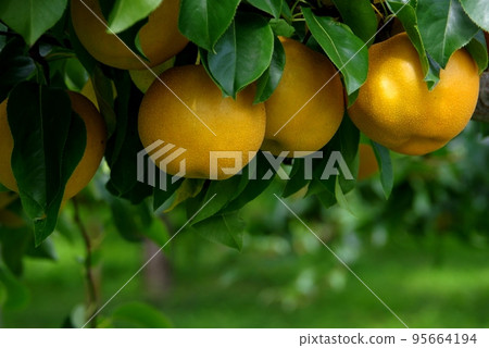 梨果實成熟的梨果實 95664194