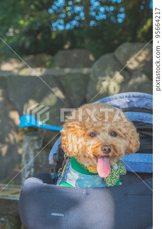 Hikone Castle and dog Hikone Castle and dog 95664217