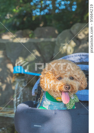 Hikone Castle and dog 95664219