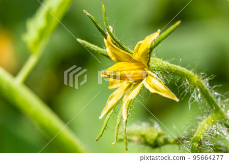Flowering of tomatoes. Inflorescence on a tomato bush. Flowering of tomatoes. Inflorescence on a tomato bush. 95664277