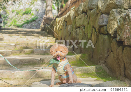 Hikone Castle and dog 95664351