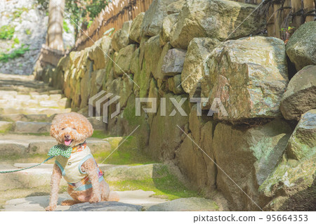 Hikone Castle and dog 95664353