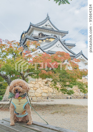 Hikone Castle and dog 95664384