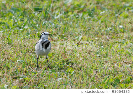 Bakkery Bakkery 95664385