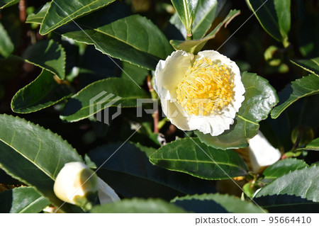 茶花 95664410