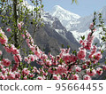 Pakistan Hunza Peach Blossom 95664455